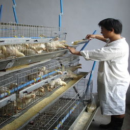 安平沃德金属丝网制品厂 高品质建筑材料报价及产品图片展示